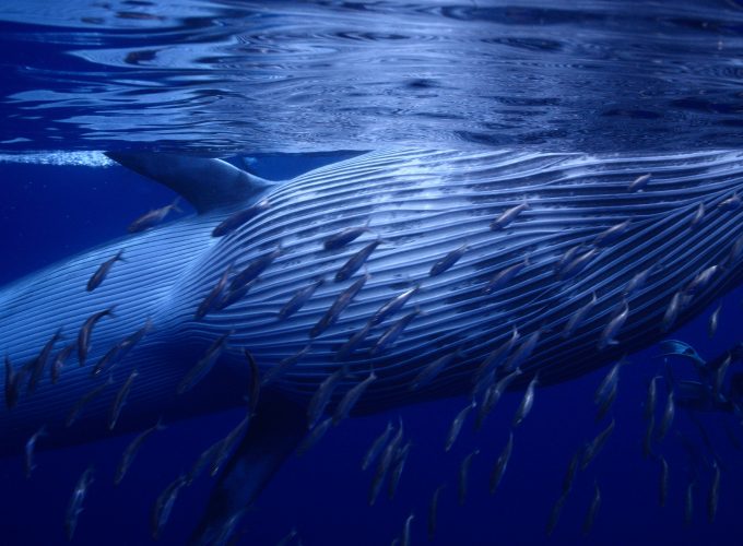 Wallpaper Whale, underwater, best diveng places 2017, Animals 56742397